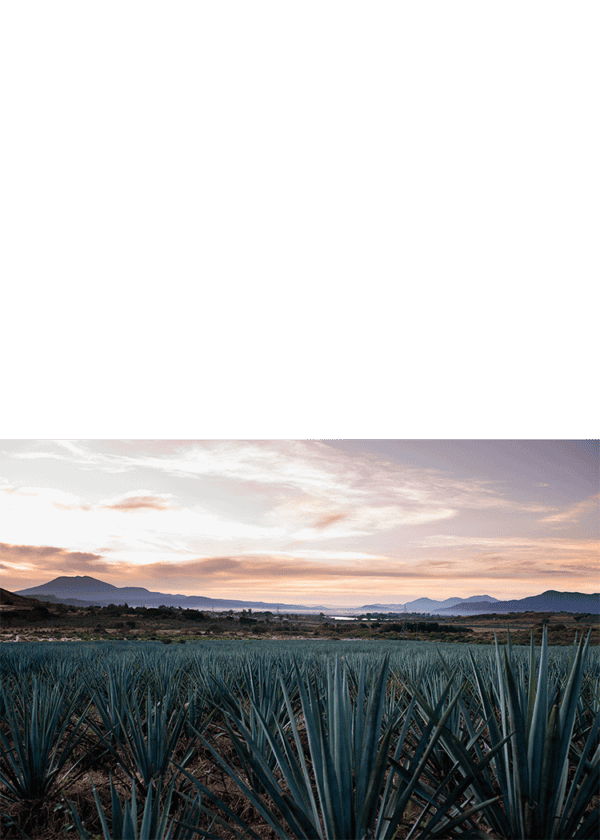 Don Roberto Anejo Tequila - Image 3