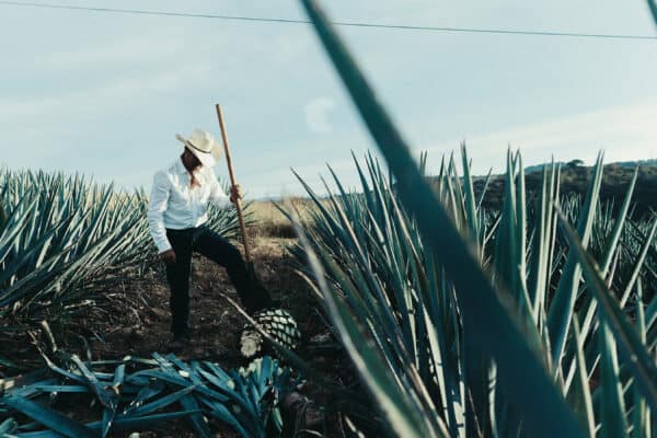 Don Roberto Plata Tequila - Image 4