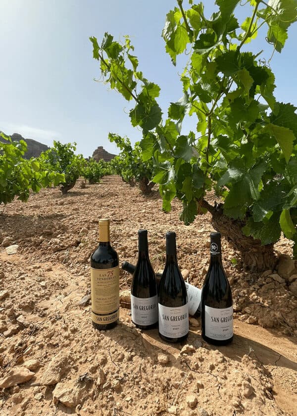 San Gregorio Single Vineyard Loma Gorda Old Vine Garnacha - Image 2